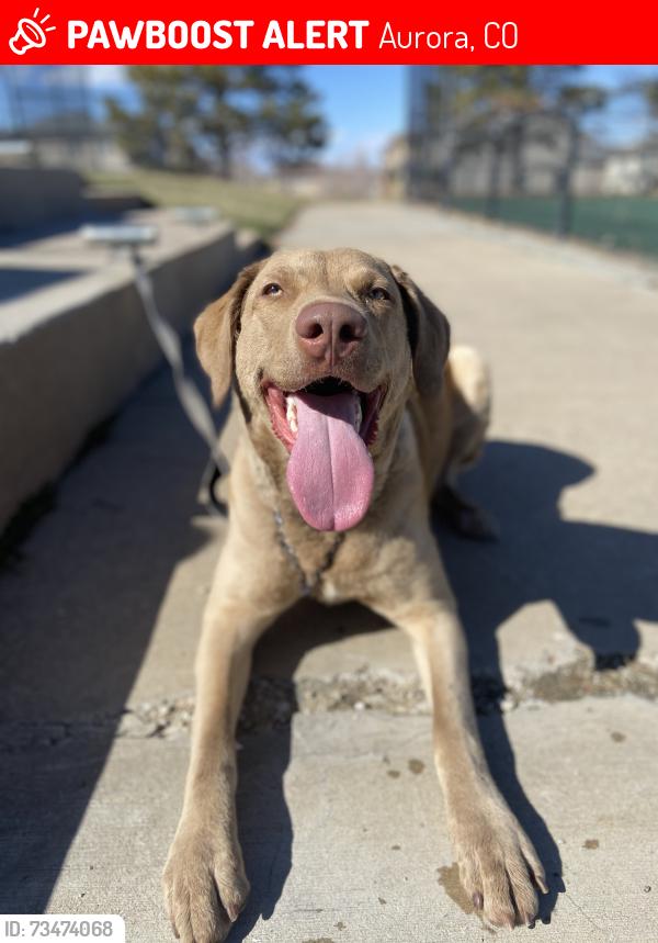 Lost Female Dog last seen South Riviera Court - In Spruce Copperleaf Neighborhood, Aurora, CO 80015