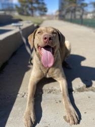 Lost Female Dog last seen South Riviera Court - In Spruce Copperleaf Neighborhood, Aurora, CO 80015