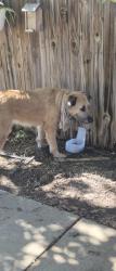 Reunited Male Dog last seen Madge pl and Reeves st., Haltom City, TX 76117