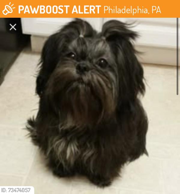 Found/Stray Unknown Dog last seen Pulaski and Winona sts, Philadelphia, PA 19144