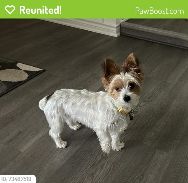 Reunited Female Dog last seen Near Rockcrossing Ln, Allen, TX 75002