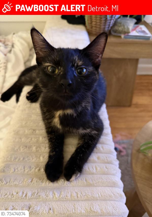 Lost Female Cat last seen Vernor & west grand, Detroit, MI 48208