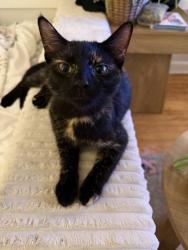 Lost Female Cat last seen Vernor & west grand, Detroit, MI 48208