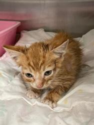 Shelter Stray Male Cat last seen Forest park, 8485 E Reno Ave, Midwest City, OK 73110, USA
