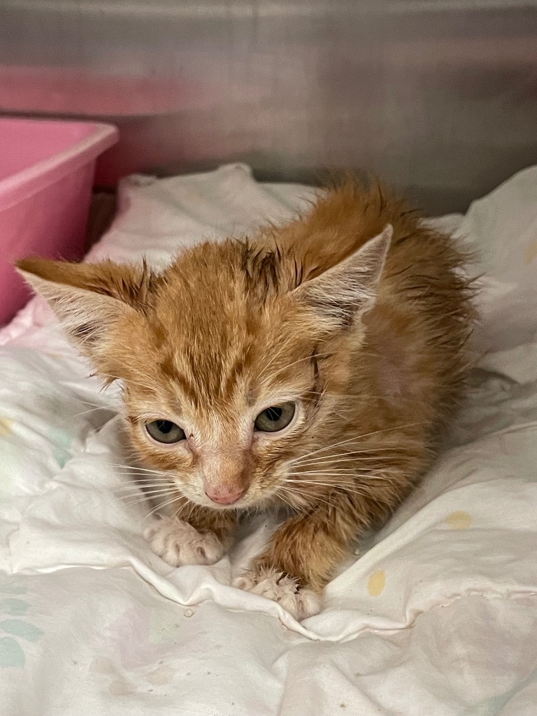 Shelter Stray Male Cat last seen Forest park, 8485 E Reno Ave, Midwest City, OK 73110, USA