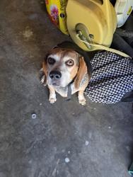 Reunited Male Dog last seen Dripping Springs Rd and Frisco RD, Sherman, TX 75020