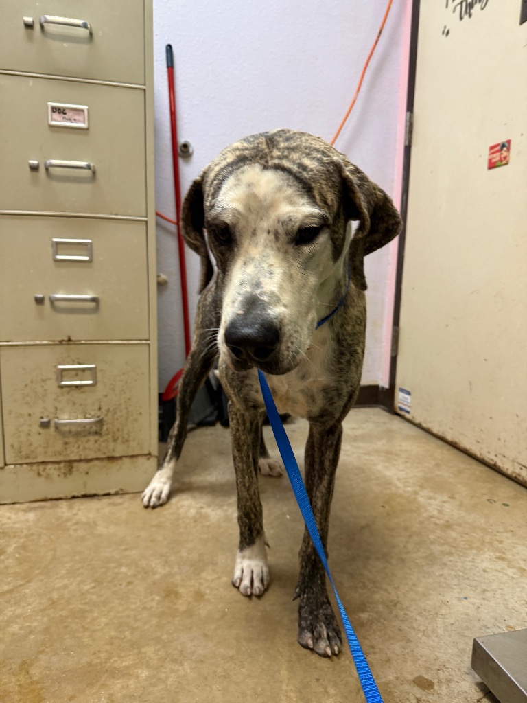 Shelter Stray Male Dog last seen Bexar County, 3353 Morningside Dr, New Braunfels, TX 78132, USA