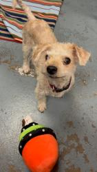 Shelter Stray Male Dog last seen , 150 Bolivar St, Canton, MA 02021, USA