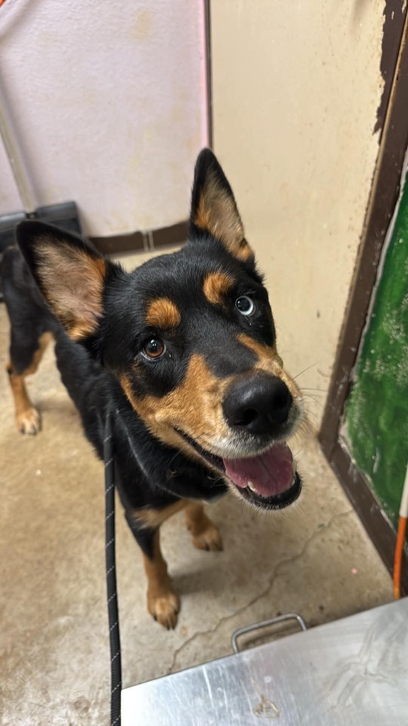 Shelter Stray Female Dog last seen Bexar County, 3353 Morningside Dr, New Braunfels, TX 78132, USA