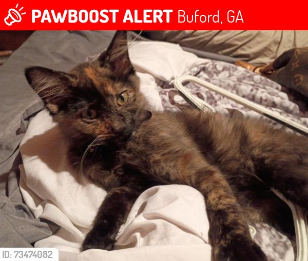 Lost Female Cat last seen Friendship rd ga, Buford, GA 30519