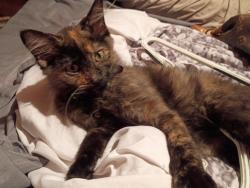 Lost Female Cat last seen Friendship rd ga, Buford, GA 30519
