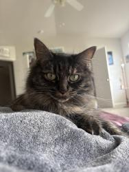 Lost Female Cat last seen Flowering path ln , qual oak drive, Greensboro, NC 27405