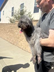 Reunited Unknown Dog last seen Parkhurst, Anaheim, CA 92808