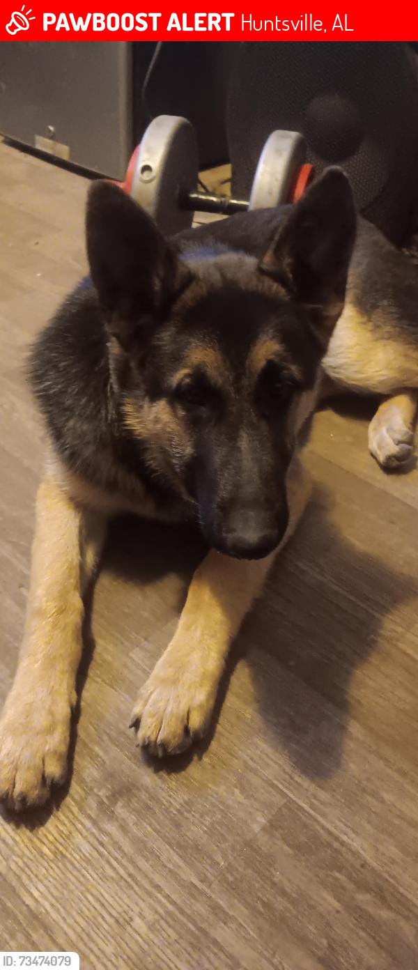Lost Male Dog last seen Lockett dr, Huntsville, AL 35810