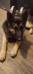 Lost Male Dog last seen Lockett dr, Huntsville, AL 35810