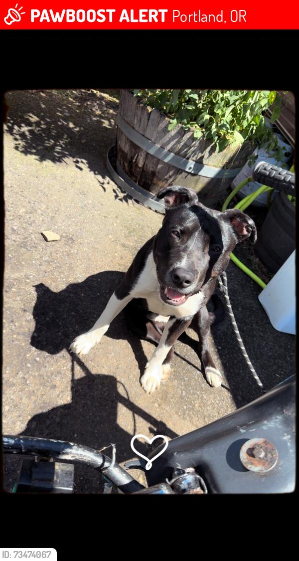 Lost Male Dog last seen Near SE 105th Ave, Portland, OR 97266