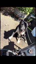 Lost Male Dog last seen Near SE 105th Ave, Portland, OR 97266