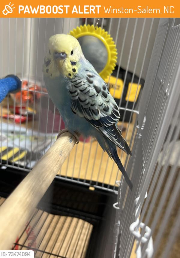 Found/Stray Unknown Bird last seen Lowe’s Hardware, Winston-Salem, NC 27105
