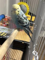 Found/Stray Unknown Bird last seen Lowe’s Hardware, Winston-Salem, NC 27105