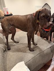 Reunited Female Dog last seen Bowery and Lukes Woods, New Canaan, CT 06840