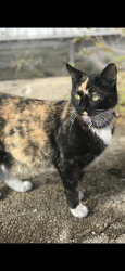 Reunited Female Cat last seen Lawn drive and walker ave, Loves Park, IL 61111
