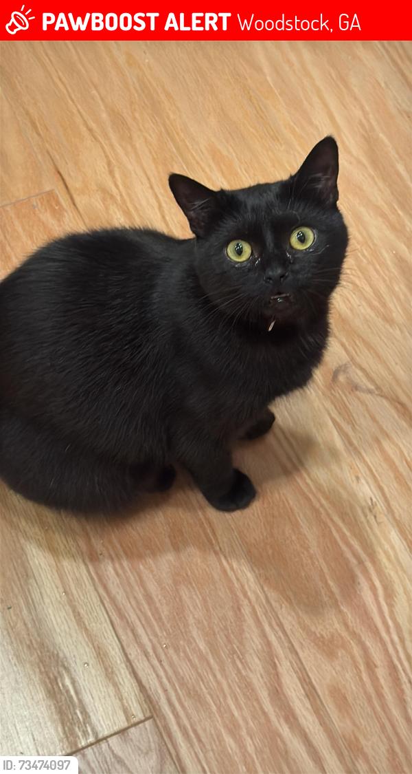Lost Female Cat last seen Mooney Rd, Woodstock, Ga, Usa, Woodstock, GA 30188