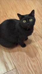 Lost Female Cat last seen Mooney Rd, Woodstock, Ga, Usa, Woodstock, GA 30188