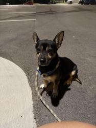 Found/Stray Male Dog last seen Chattanooga football club building, Chattanooga, TN 37402