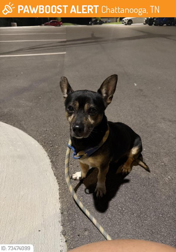 Found/Stray Male Dog last seen Chattanooga football club building, Chattanooga, TN 37402
