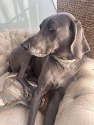 Lost Male Dog last seen Bowery & Lukes Woods, New Canaan, CT 06840