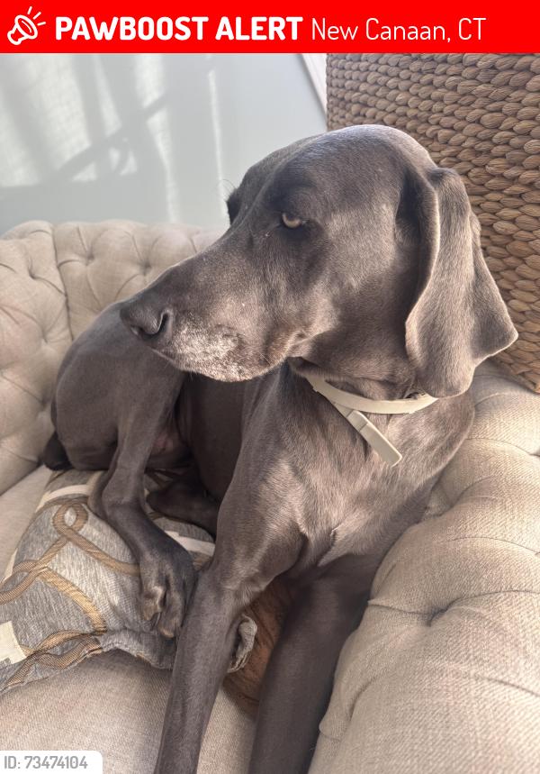 Lost Male Dog last seen Bowery & Lukes Woods, New Canaan, CT 06840