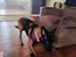 Reunited Female Dog last seen Curry Ford/ Chickasaw Tr, Orlando, FL 32829