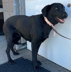 Found/Stray Female Dog last seen PCH and Crenshaw Blvd, Torrance, CA 90505