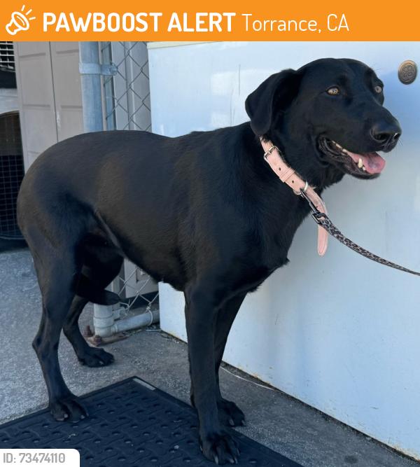 Found/Stray Female Dog last seen PCH and Crenshaw Blvd, Torrance, CA 90505