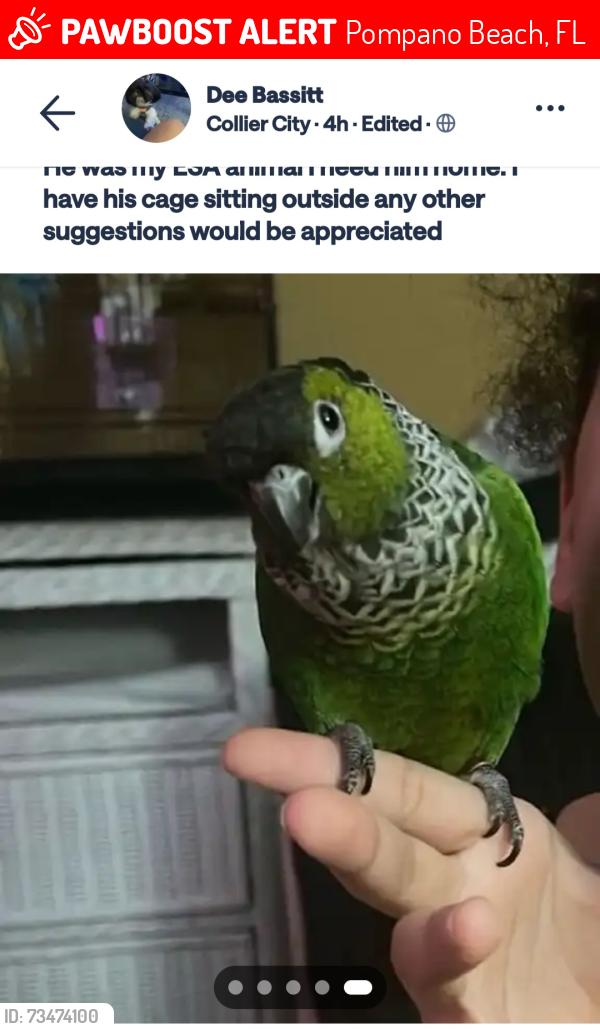Lost Male Bird last seen NW 2nd st and 27th & Powerline, Pompano Beach, FL 33069