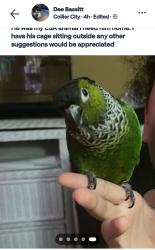 Lost Male Bird last seen NW 2nd st and 27th & Powerline, Pompano Beach, FL 33069