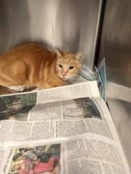 Shelter Stray Male Cat last seen , 14409 Vanowen St, Van Nuys, CA 91405, USA