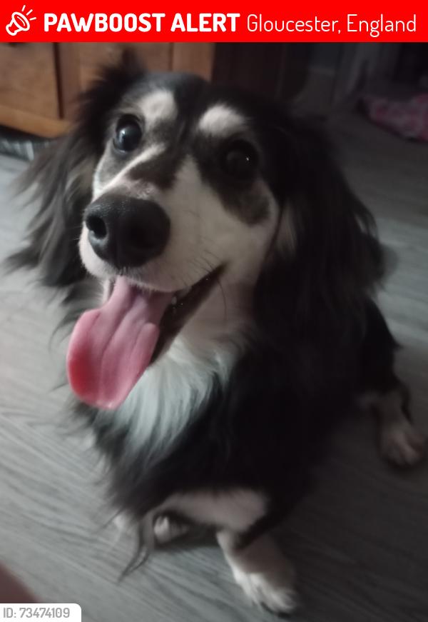 Lost Male Dog last seen Aura kennels, Gloucester, England 