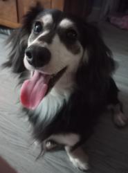 Lost Male Dog last seen Aura kennels, Gloucester, England 