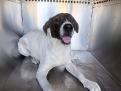 Shelter Stray Male Dog last seen 67TH AVE AND W MCDOWELL RD, 2500 S 27th Ave, Phoenix, AZ 85009, USA