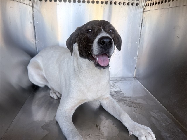 Shelter Stray Male Dog last seen 67TH AVE AND W MCDOWELL RD, 2500 S 27th Ave, Phoenix, AZ 85009, USA