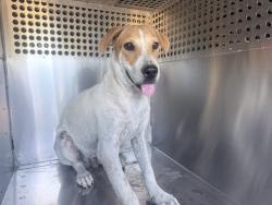 Shelter Stray Male Dog last seen 67TH AVE AND W MCDOWELL RD, 2500 S 27th Ave, Phoenix, AZ 85009, USA