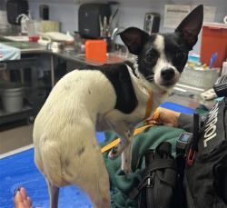 Shelter Stray Female Dog last seen 95TH AV AND OLIVE AVE, 2500 S 27th Ave, Phoenix, AZ 85009, USA