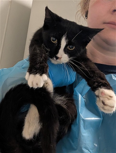 Shelter Stray Male Cat last seen Near BLOCK WEEDPATCH HWY, BAKERSFIELD CA 93307, 3951 Fruitvale Ave, Bakersfield, CA 93308, USA