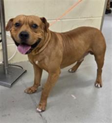 Shelter Stray Male Dog last seen , 232 Eslinger Way, Sanford, FL 32773, USA