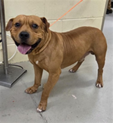 Shelter Stray Male Dog last seen , 232 Eslinger Way, Sanford, FL 32773, USA