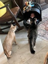 Lost Male Cat last seen Dean Martin and Haleh, Las Vegas, NV 89141