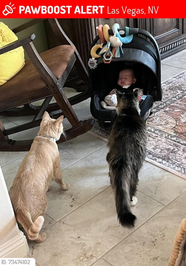 Lost Male Cat last seen Dean Martin and Haleh, Las Vegas, NV 89141