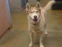 Shelter Stray Female Dog last seen , 3839 Bradshaw Rd, Sacramento, CA 95827, USA