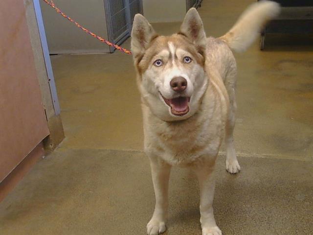 Shelter Stray Female Dog last seen , 3839 Bradshaw Rd, Sacramento, CA 95827, USA